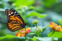 The Importance of Native Plants in Creating a Thriving Butterfly Garden