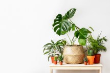 Maximize your Greenery: Creative Tips for Displaying Potted Plants